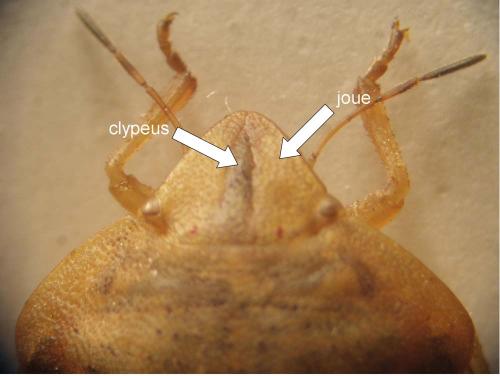 Eurygaster austriaca