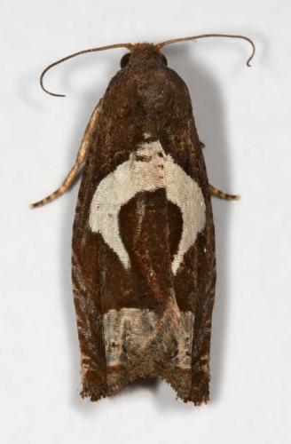 Epiblema foenella