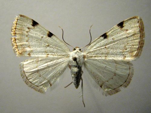 Lomographa bimaculata