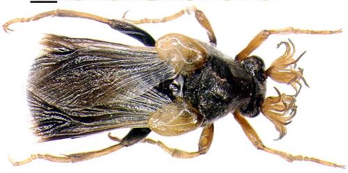 Réf. 12 969 : Ripiphorus subdipterus