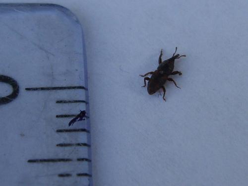 Sitophilus sp.