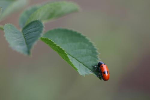 Clytra sp.