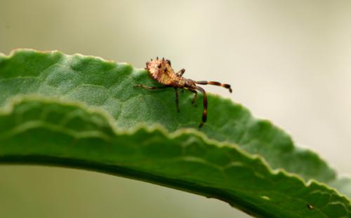 Coreus marginatus