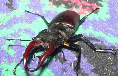 Réf. 12 643 : Lucanus cervus