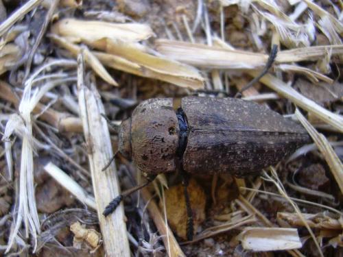 Réf. 12 720 : Capnodis tenebricosa