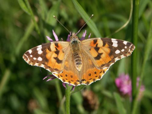 Réf. 12 770 : Vanessa cardui