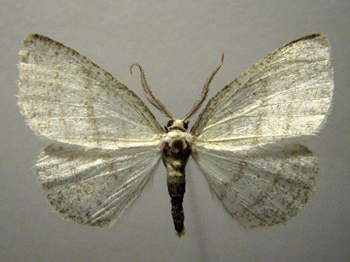 Réf. 12 708 : Cabera exanthemata