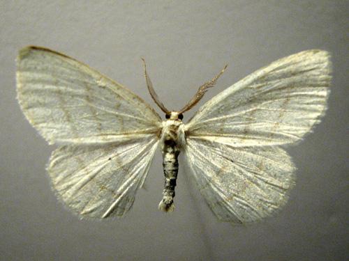 Réf. 12 707 : Cabera pusaria