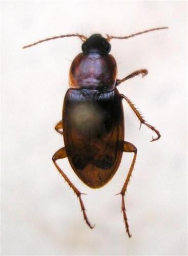Réf. 12 090 : Calathus melanocephalus
