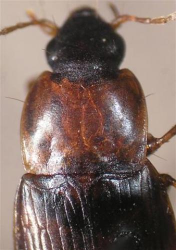 Réf. 12 092 : Calathus sp.