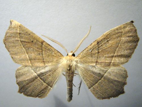 Campaea honoraria