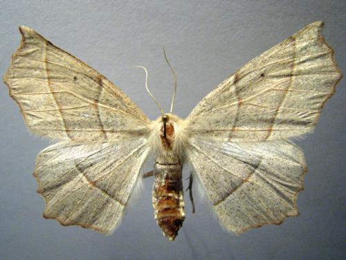 Campaea honoraria