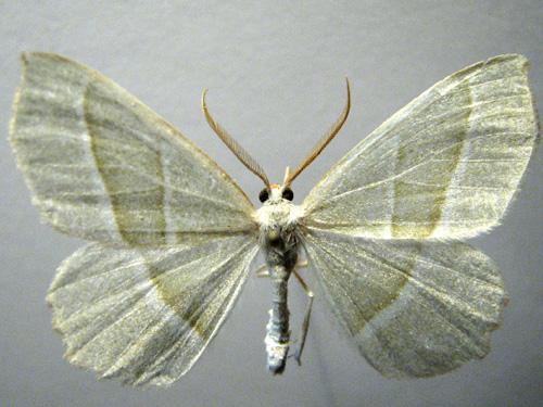 Campaea margaritaria