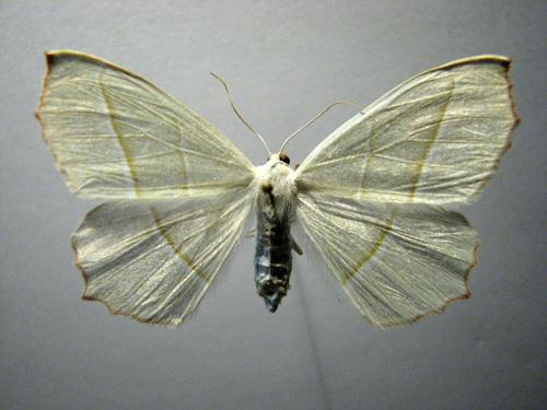 Campaea margaritaria