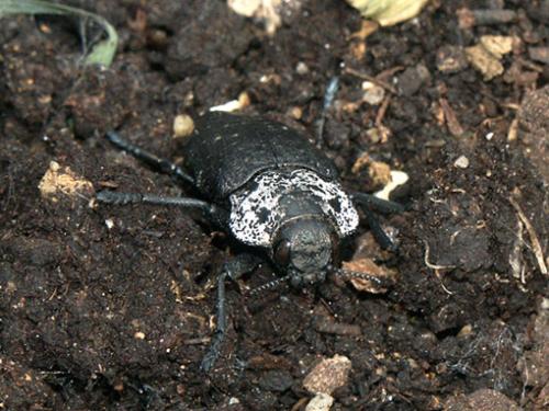 Réf. 12 769 : Capnodis tenebrionis
