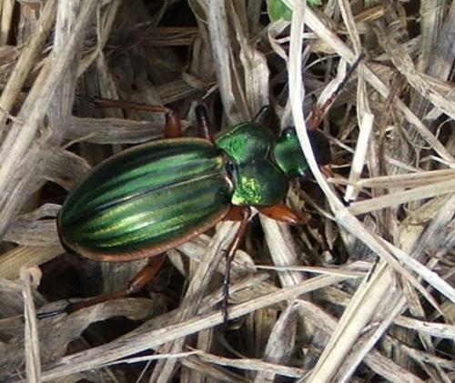 Carabus auratus