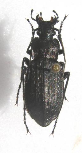 Carabus granulatus