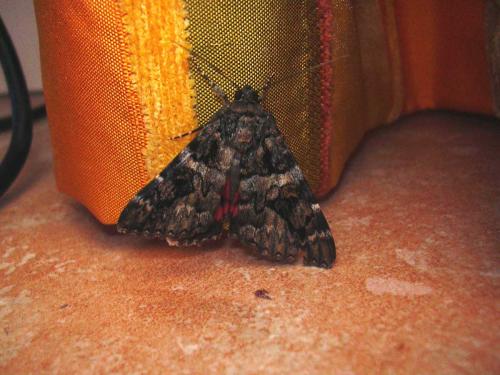 Catocala coniuncta