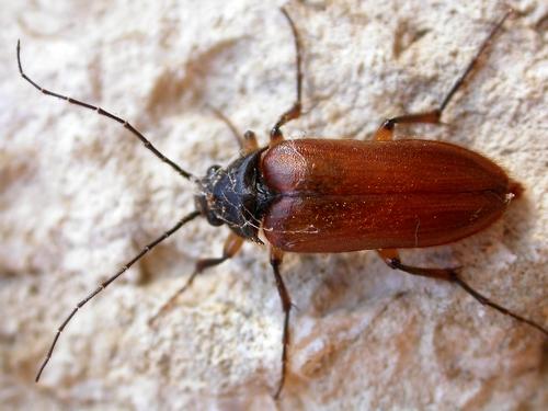 Cebrio gigas