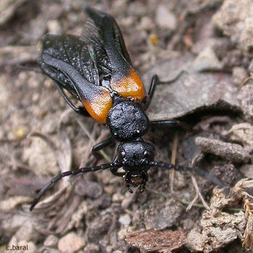Réf. 12 714 : Sitaris muralis