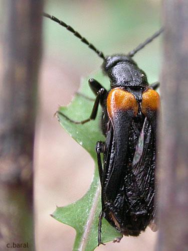 Réf. 12 713 : Sitaris muralis