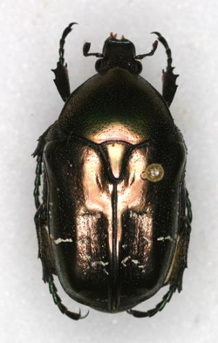 Réf. 12 589 : Potosia cuprea
