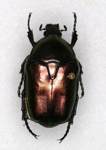 Réf. 12 591 : Potosia cuprea
