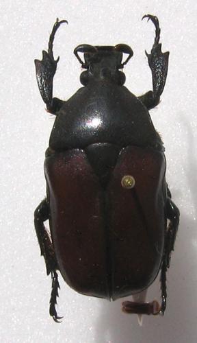 Diphyllomorpha olivacea