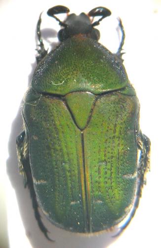 Réf. 12 175 : Gametis jucunda