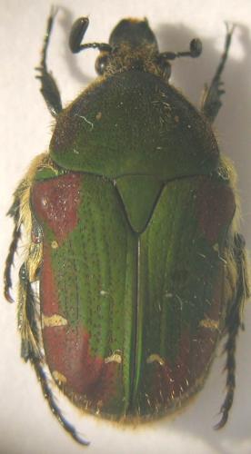 Gametis jucunda