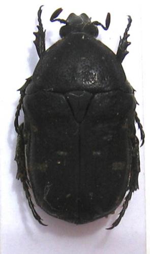 Gametis jucunda