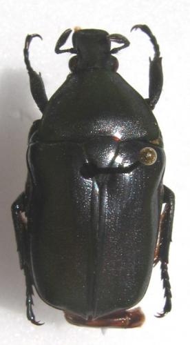 Diphyllomorpha olivacea