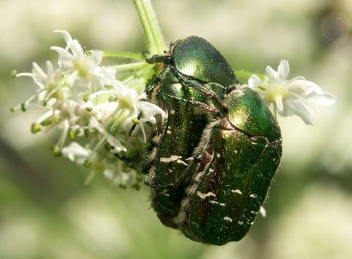 Réf. 12 771 : Cetonia aurata aurata