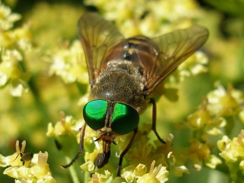 Philipomyia aprica