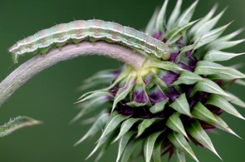Heliothis viriplaca