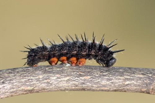 Nymphalis antiopa