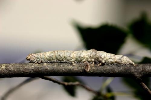 Catocala fraxini