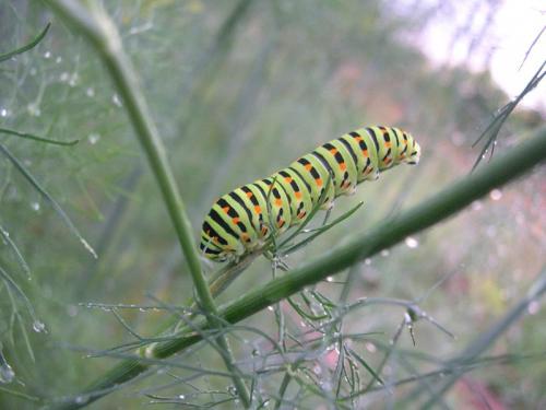 Papilio machaon