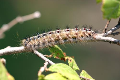 Réf. 12 392 : Lymantria sp.