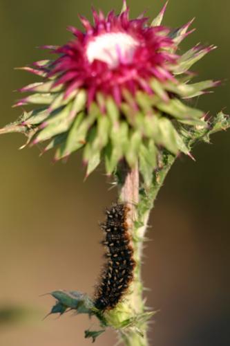 Melitaea phoebe