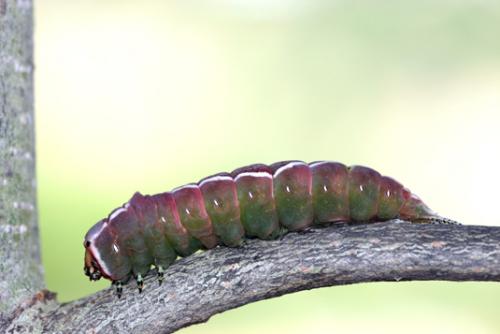 Cerura vinula