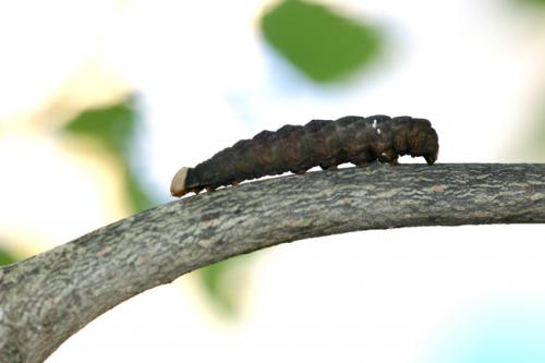 Notodonta tritophus