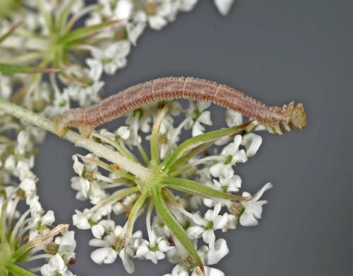 Réf. 12 056 : Phaiogramma etruscaria