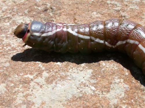 Cerura vinula