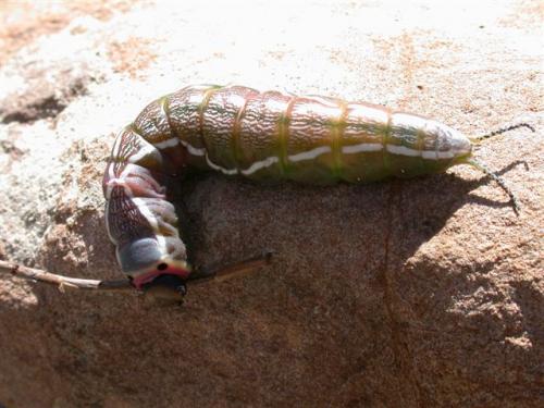 Cerura vinula