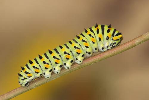 Papilio machaon