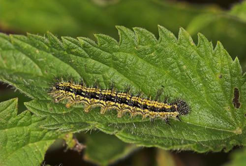 Aglais urticae