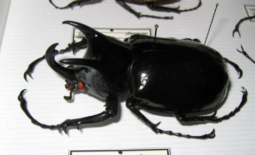 Réf. 12 486 : Chalcosoma chiron