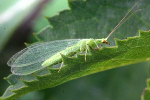 Réf. 12 342 : Chrysoperla affinis