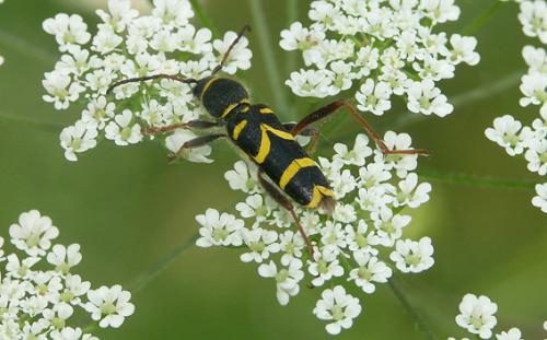 Clytus arietis